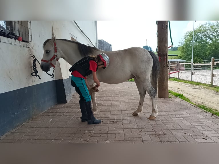 Welsh-A Wallach 5 Jahre 119 cm Rappschimmel in Steinborn