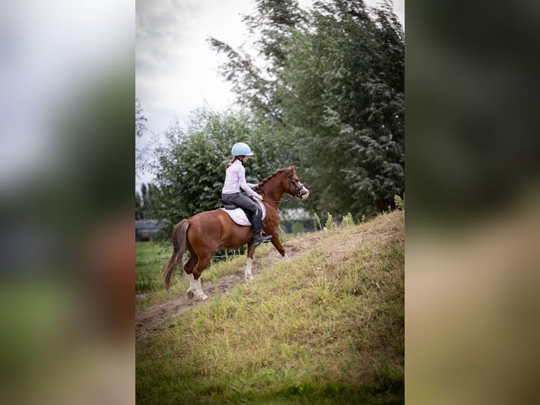 Welsh-A Wallach 5 Jahre 120 cm  in Sliedrecht