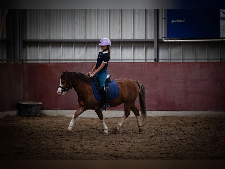 Welsh-A Wallach 5 Jahre 120 cm  in Sliedrecht