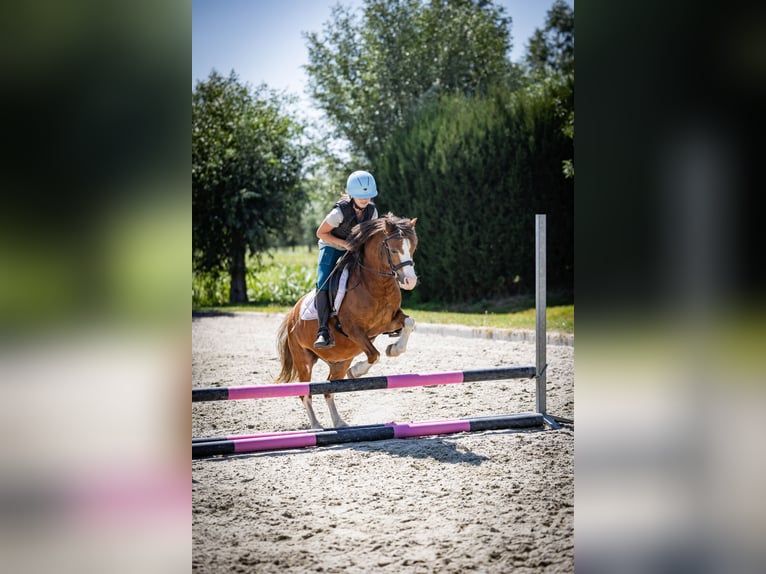 Welsh-A Wallach 5 Jahre 120 cm  in Sliedrecht