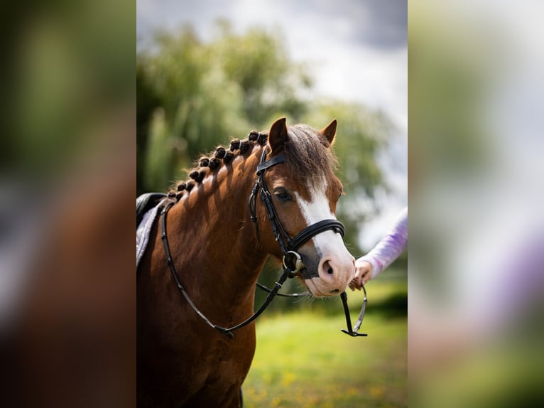 Welsh-A Wallach 5 Jahre 120 cm  in Sliedrecht