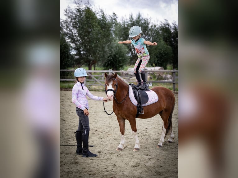 Welsh-A Wallach 5 Jahre 120 cm  in Sliedrecht