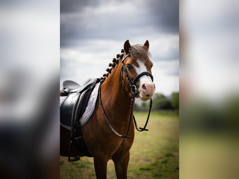 Welsh-A Wallach 5 Jahre 120 cm  in Sliedrecht