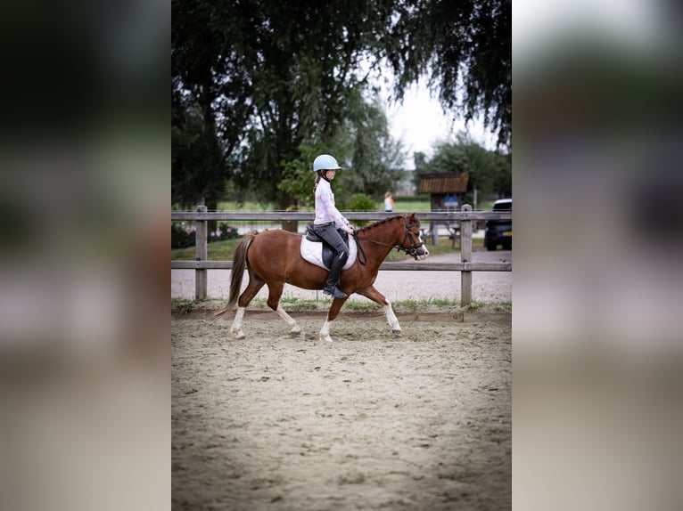 Welsh-A Wallach 5 Jahre 120 cm  in Sliedrecht