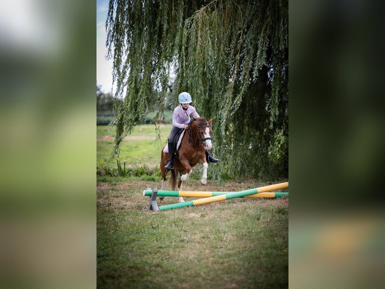 Welsh-A Wallach 5 Jahre 120 cm  in Sliedrecht