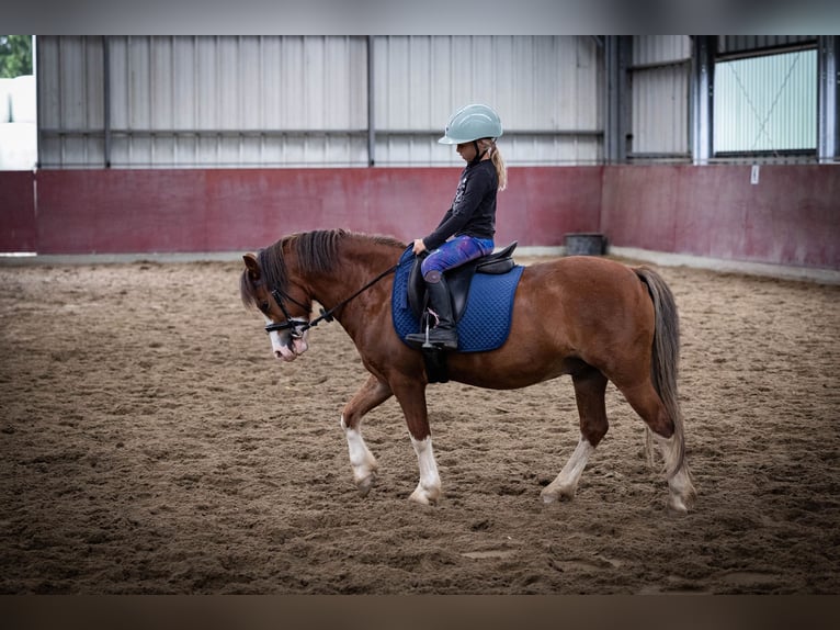 Welsh-A Wallach 5 Jahre 120 cm  in Sliedrecht