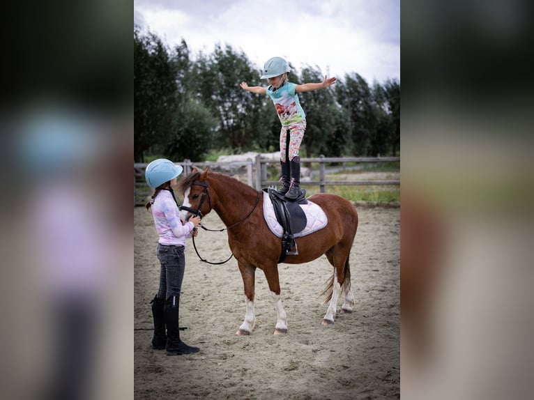 Welsh-A Wallach 5 Jahre 120 cm  in Sliedrecht