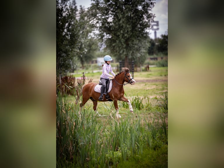 Welsh-A Wallach 5 Jahre 120 cm  in Sliedrecht