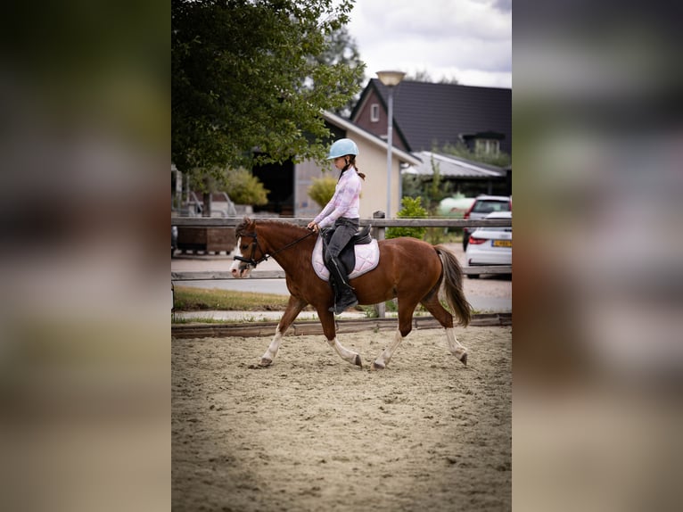 Welsh-A Wallach 5 Jahre 120 cm  in Sliedrecht