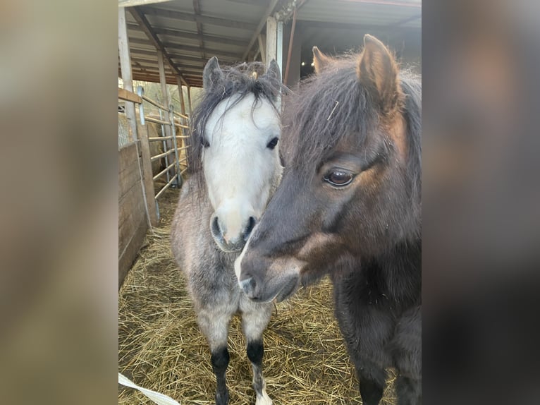 Welsh-A Wallach 5 Jahre 120 cm Kann Schimmel werden in Staufenberg
