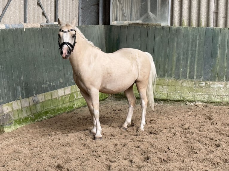 Welsh-A Wallach 5 Jahre 120 cm Palomino in Lindhorst