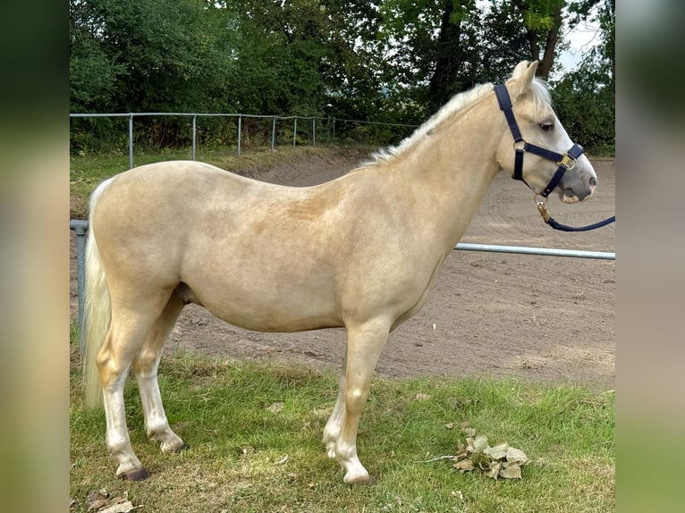 Welsh-A Wallach 5 Jahre 120 cm Palomino in Lindhorst