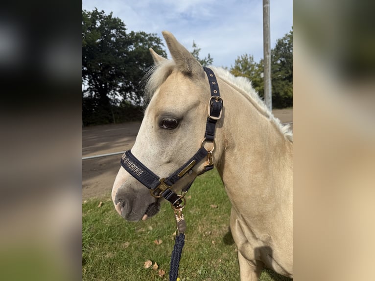 Welsh-A Wallach 5 Jahre 120 cm Palomino in Lindhorst