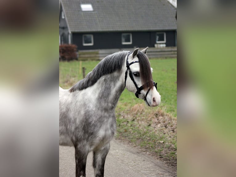 Welsh-A Wallach 5 Jahre 121 cm Schimmel in Hengelo (Gld)