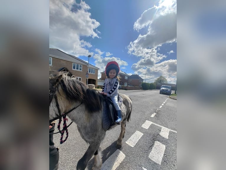 Welsh-A Wallach 5 Jahre 122 cm Roan-Red in Carlby, South Kesteven