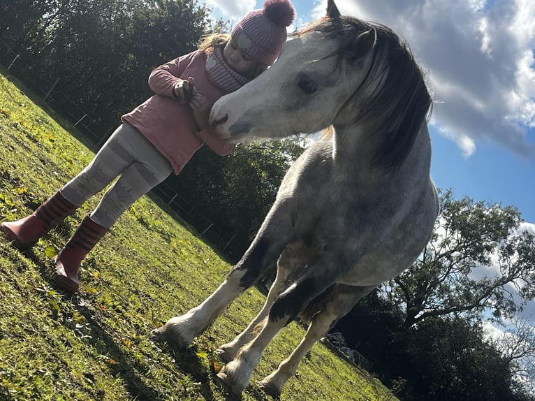 Welsh-A Wallach 5 Jahre 122 cm Roan-Red in Carlby, South Kesteven