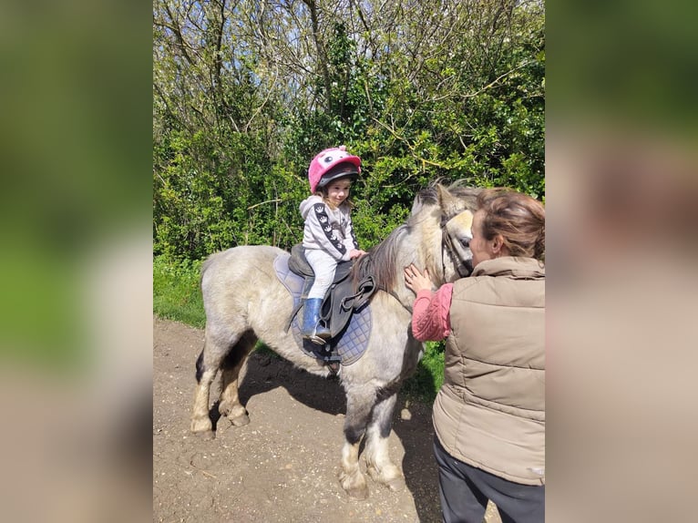 Welsh-A Wallach 5 Jahre 122 cm Roan-Red in Carlby, South Kesteven