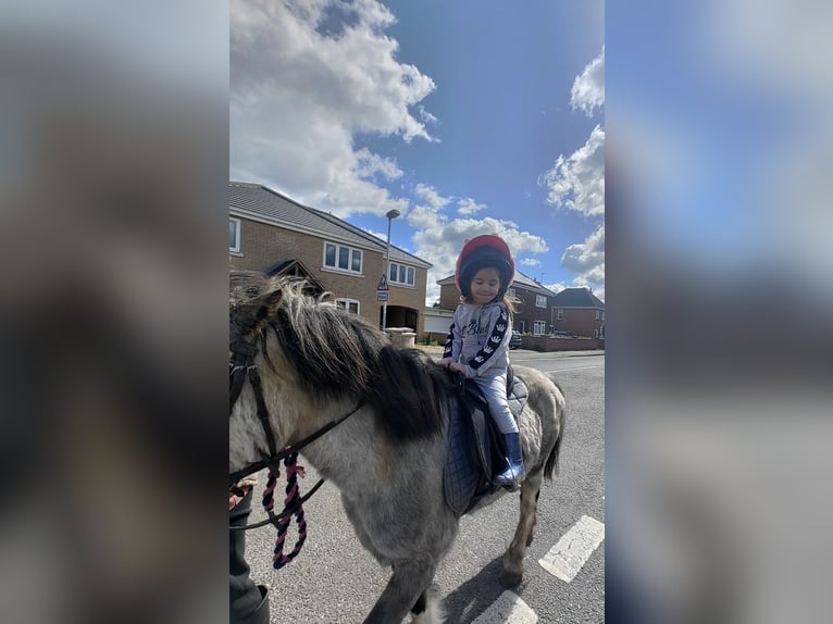 Welsh-A Wallach 5 Jahre 122 cm Roan-Red in Carlby, South Kesteven