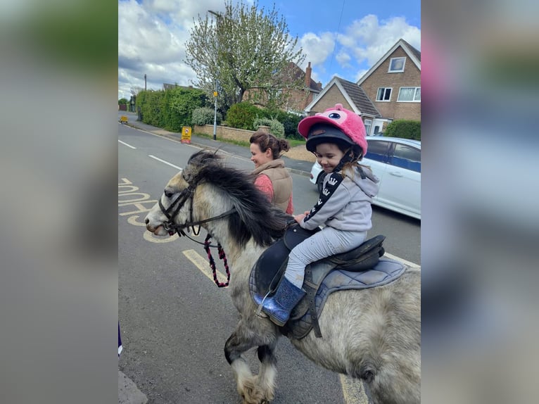 Welsh-A Wallach 5 Jahre 122 cm Roan-Red in Carlby, South Kesteven