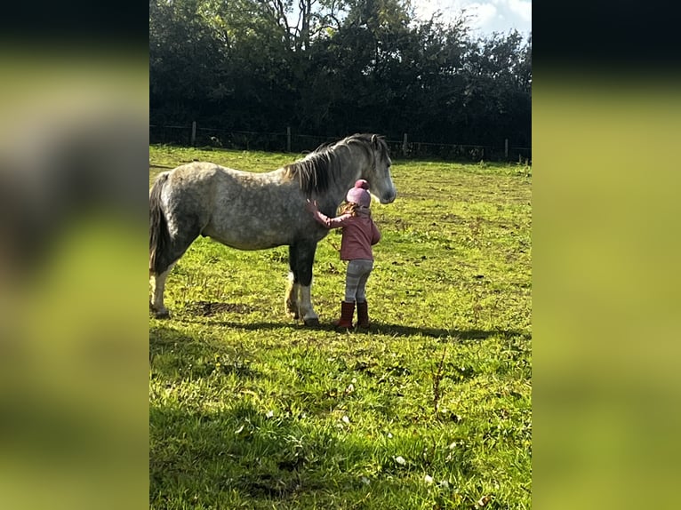 Welsh-A Wallach 5 Jahre 122 cm Roan-Red in Carlby, South Kesteven