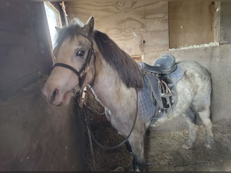 Welsh-A Wallach 5 Jahre 122 cm Roan-Red in Carlby, South Kesteven