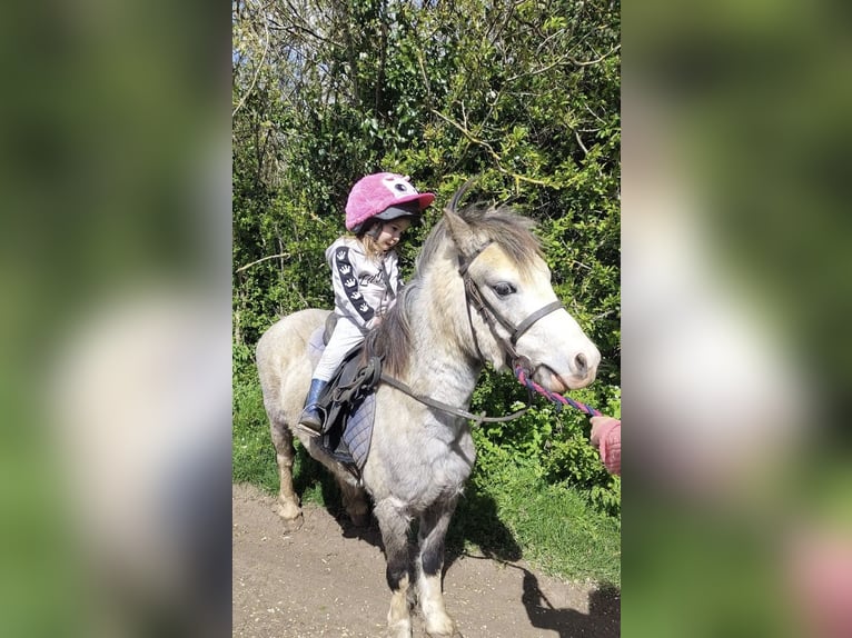 Welsh-A Wallach 5 Jahre 122 cm Roan-Red in Carlby, South Kesteven