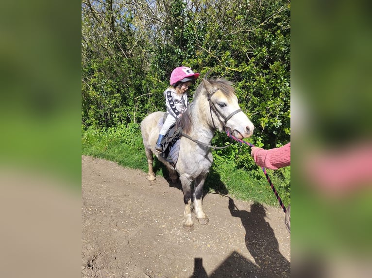 Welsh-A Wallach 5 Jahre 122 cm Roan-Red in Carlby, South Kesteven