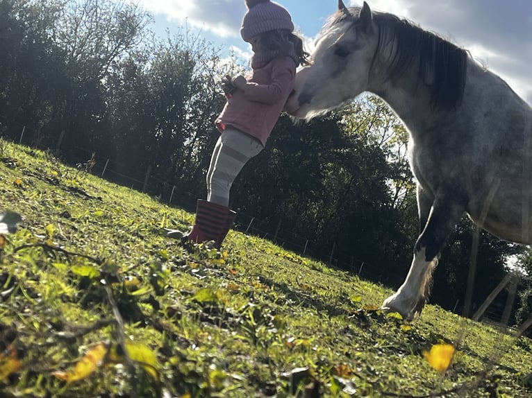 Welsh-A Wallach 5 Jahre 122 cm Roan-Red in Carlby, South Kesteven