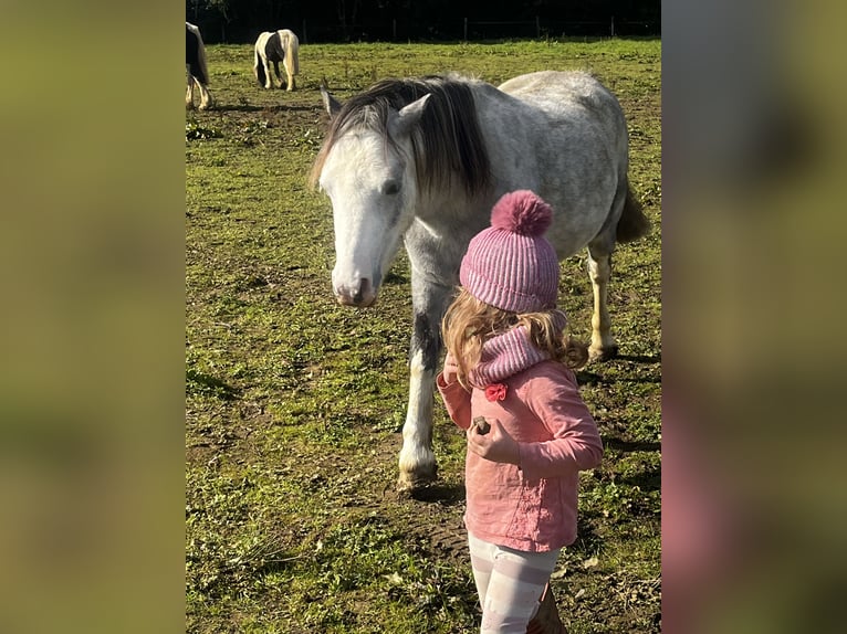 Welsh-A Wallach 5 Jahre 122 cm Roan-Red in Carlby, South Kesteven