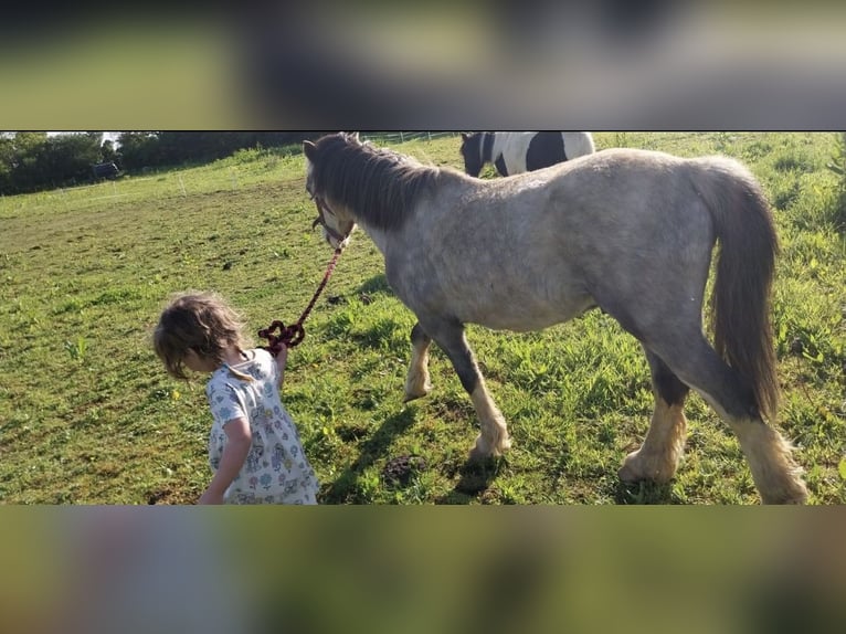Welsh-A Wallach 5 Jahre 122 cm Roan-Red in Carlby, South Kesteven
