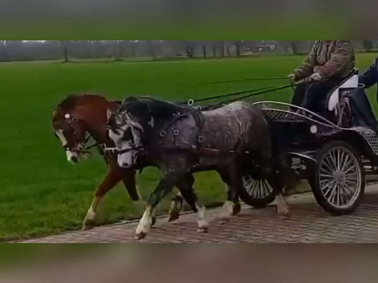 Welsh-A Wallach 5 Jahre 123 cm Apfelschimmel in Burgdorf