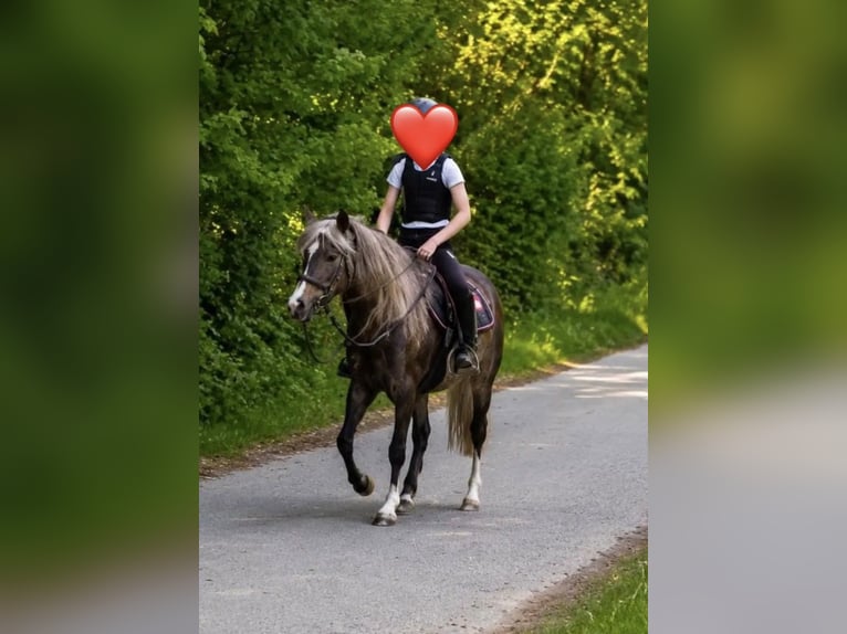 Welsh-A Mix Wallach 5 Jahre 126 cm Dunkelfuchs in Deuerling