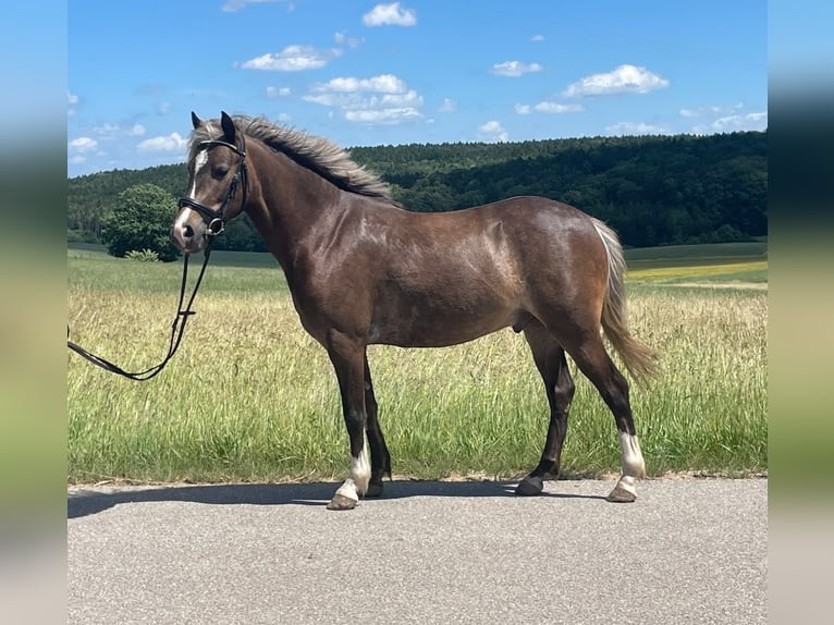 Welsh-A Mix Wallach 5 Jahre 126 cm Dunkelfuchs in Deuerling