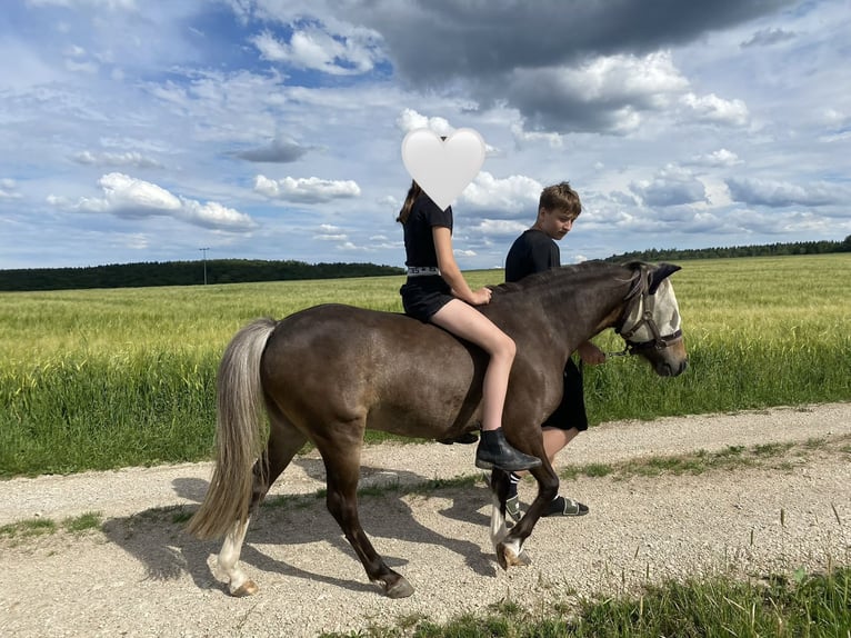 Welsh-A Mix Wallach 5 Jahre 126 cm Dunkelfuchs in Deuerling