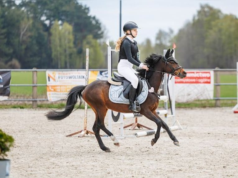 Welsh-A Mix Wallach 5 Jahre 128 cm Rotbrauner in Niedźwiedź