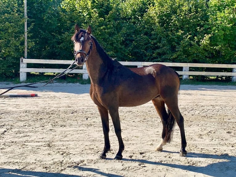 Welsh-A Mix Wallach 5 Jahre 128 cm Rotbrauner in Niedźwiedź