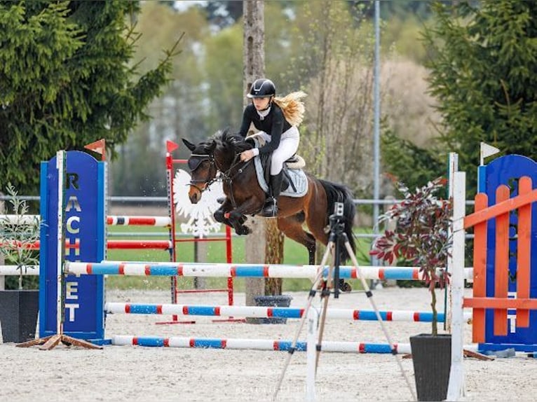 Welsh-A Mix Wallach 5 Jahre 128 cm Rotbrauner in Niedźwiedź