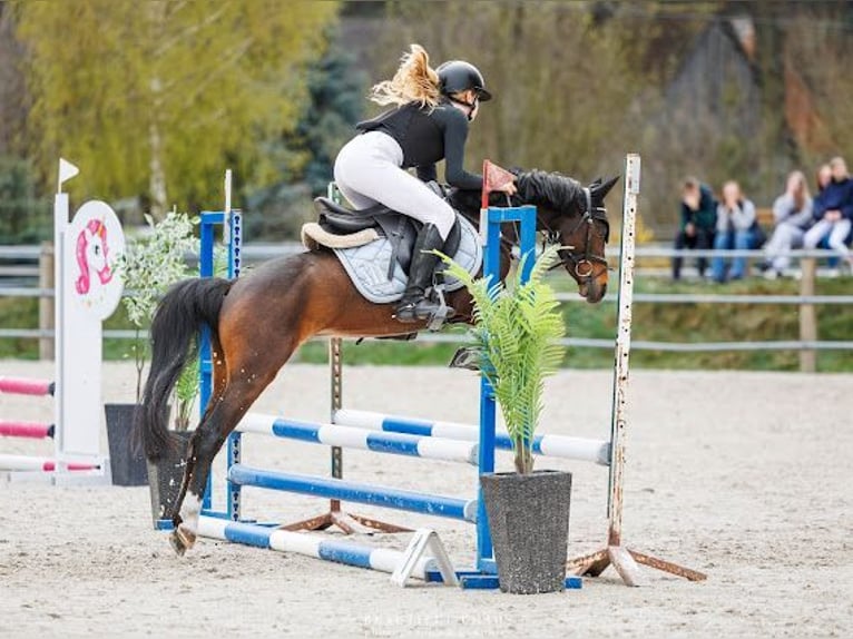 Welsh-A Mix Wallach 5 Jahre 128 cm Rotbrauner in Niedźwiedź