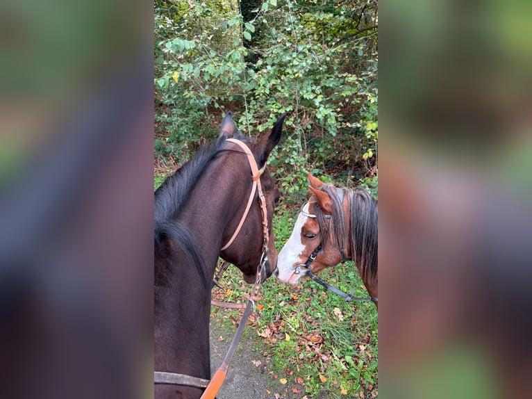 Welsh-A Wallach 5 Jahre 130 cm  in Kempen