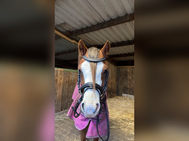 Welsh-A Wallach 5 Jahre 130 cm  in Kempen