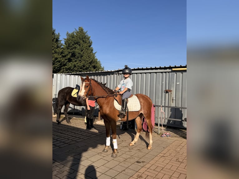 Welsh-A Wallach 5 Jahre 130 cm  in Kempen