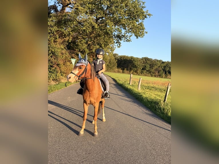 Welsh-A Wallach 5 Jahre 130 cm  in Kempen