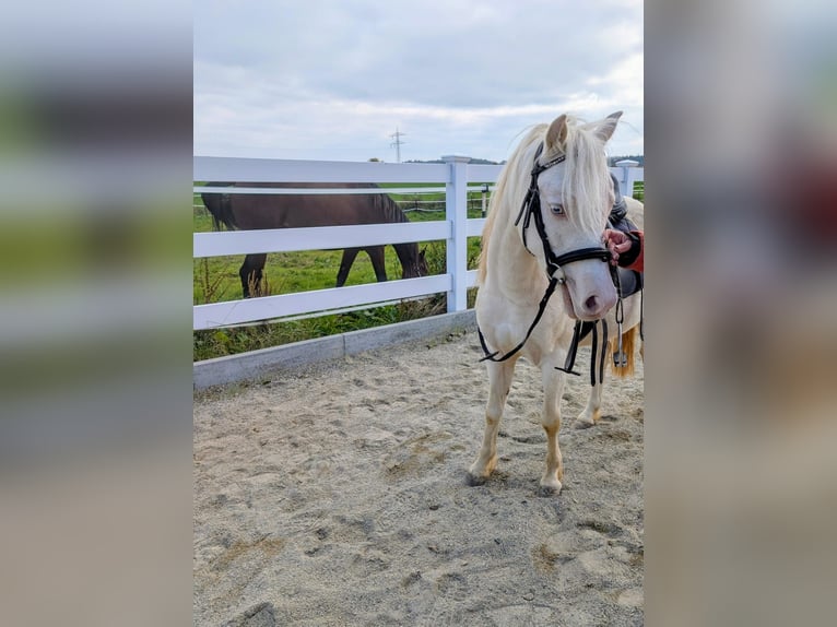 Welsh-A Wallach 5 Jahre Cremello in Stockach