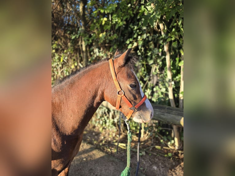 Welsh-A Wallach 6 Jahre 110 cm Brauner in Köln