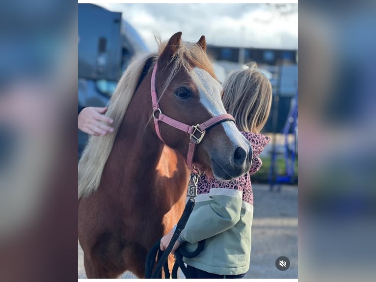 Welsh-A Wallach 6 Jahre 113 cm Fuchs in Tuitjenhorn