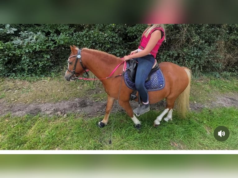 Welsh-A Wallach 6 Jahre 113 cm Fuchs in Tuitjenhorn