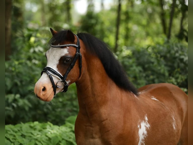 Welsh-A Wallach 6 Jahre 114 cm Brauner in Aalten