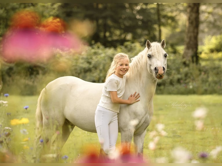 Welsh-A Wallach 6 Jahre 116 cm Schimmel in Zutphen