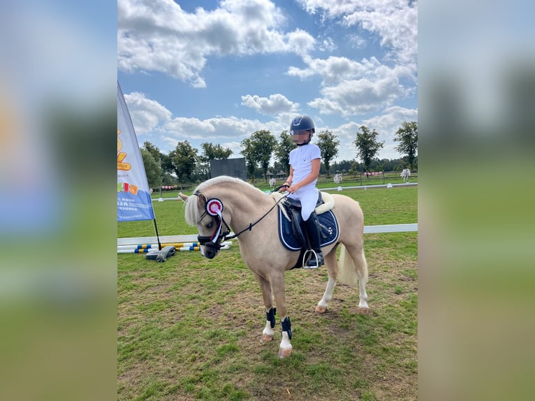 Welsh-A Wallach 6 Jahre 117 cm Palomino in Meijel