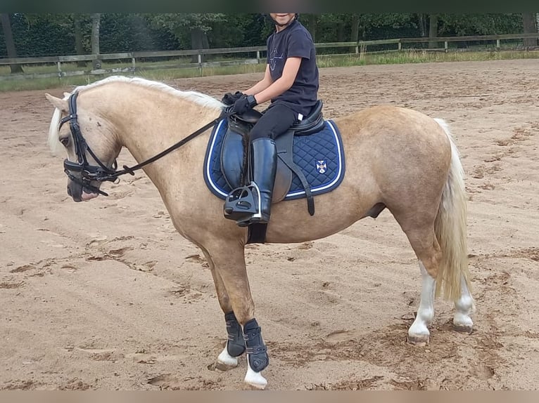 Welsh-A Wallach 6 Jahre 117 cm Palomino in Meijel